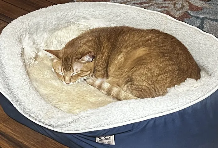 Love Pet Hospital Picture 7