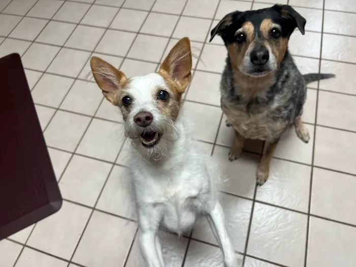 Love Pet Hospital Picture 10