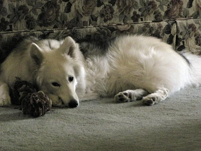 Love Pet Hospital Picture 9