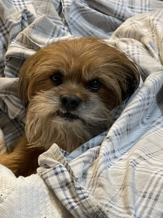 Companion Animal Hospital Picture 8