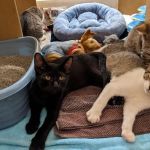 Banfield Pet Hospital