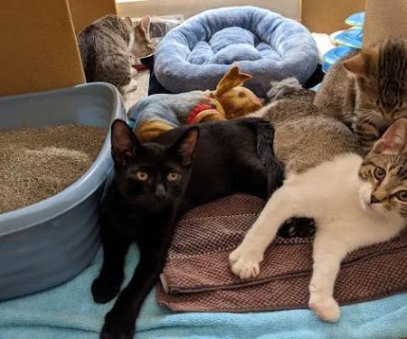 Banfield Pet Hospital