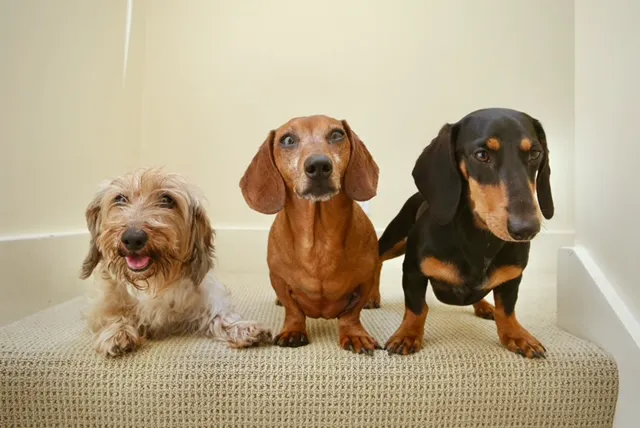 Banfield Pet Hospital Picture 4