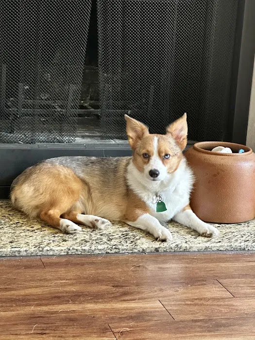 Austin Veterinary Diagnostic Hospital Picture 4