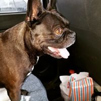 Austin Veterinary Diagnostic Hospital ico