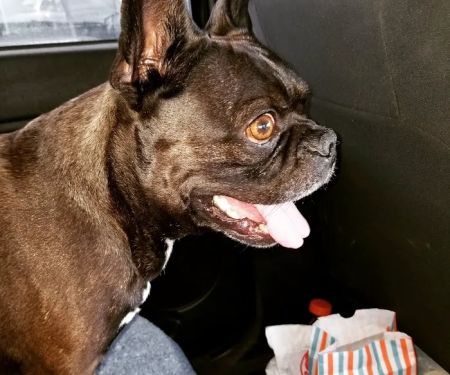 Austin Veterinary Diagnostic Hospital