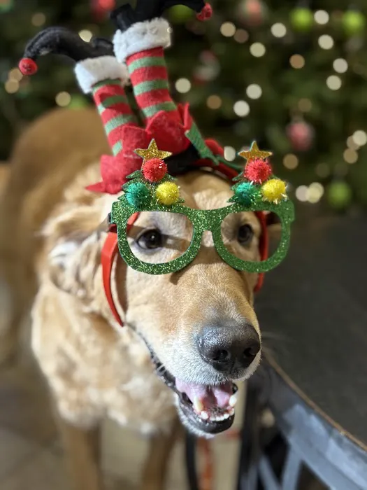 Austin Veterinary Diagnostic Hospital Picture 9