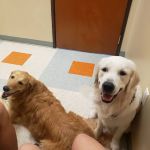 Circle C Animal Hospital
