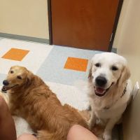 Circle C Animal Hospital ico
