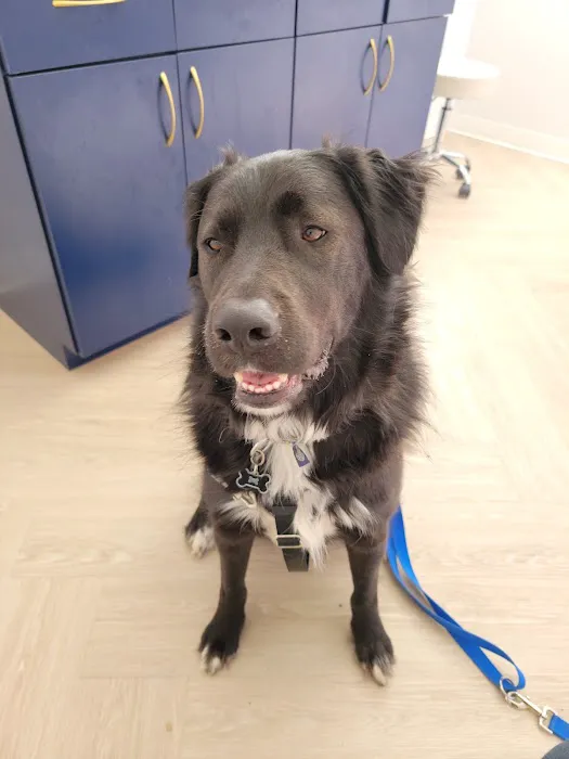 Bluebonnet Animal Hospital - Circle C Picture 1
