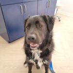 Bluebonnet Animal Hospital - Circle C