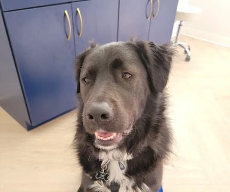 Bluebonnet Animal Hospital - Circle C