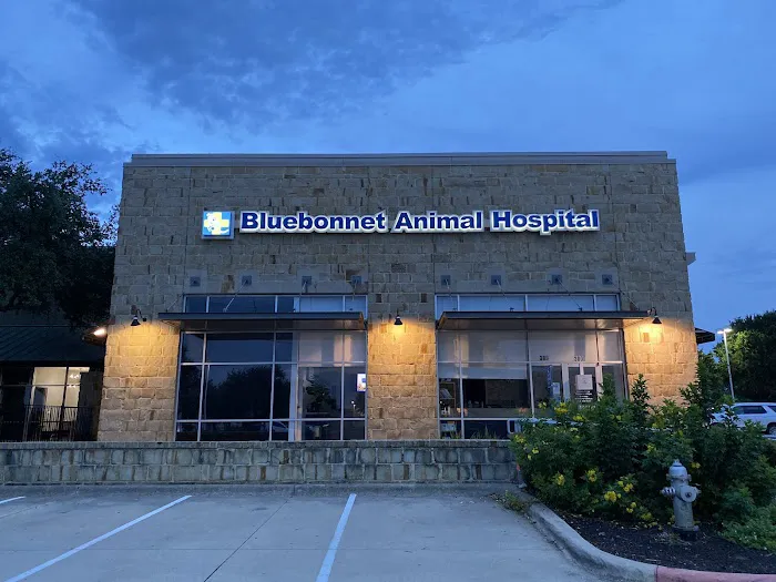 Bluebonnet Animal Hospital - Circle C Picture 6