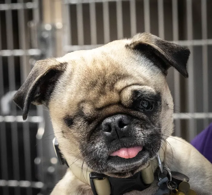 Violet Crown Veterinary Specialists Picture 3
