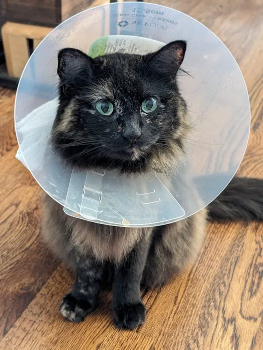Violet Crown Veterinary Specialists Picture 1