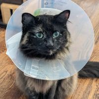 Violet Crown Veterinary Specialists ico