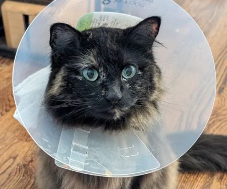 Violet Crown Veterinary Specialists