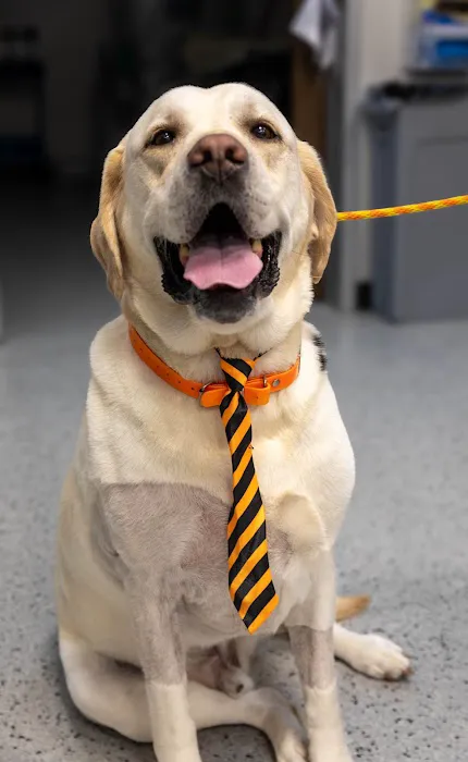 Violet Crown Veterinary Specialists Picture 6