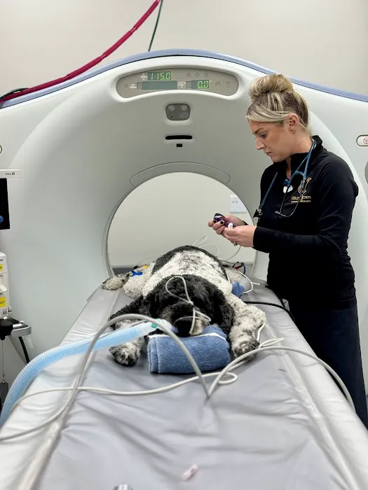 Violet Crown Veterinary Specialists Picture 8