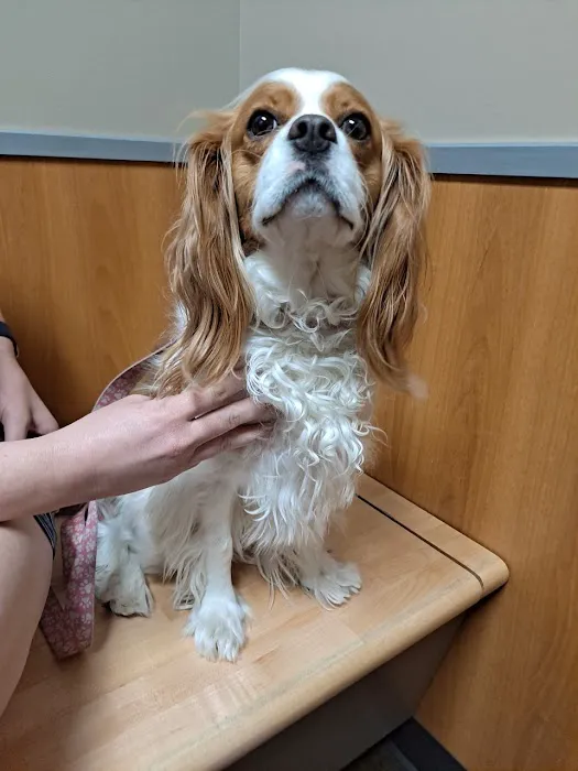 Five Star Veterinary Center Picture 4