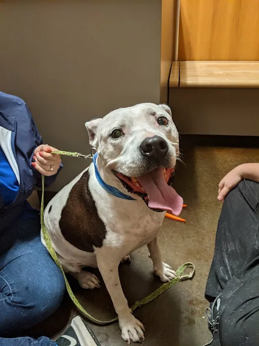 Five Star Veterinary Center Picture 1