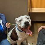 Five Star Veterinary Center