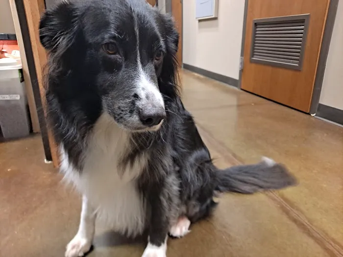Five Star Veterinary Center Picture 9