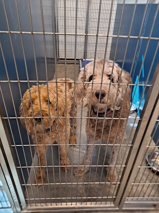 Five Star Veterinary Center Picture 7