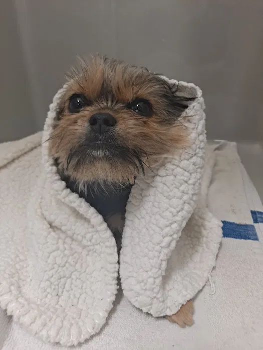 Five Star Veterinary Center Picture 8