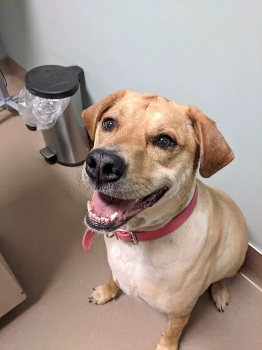 VCA Terrell Animal Hospital Picture 4