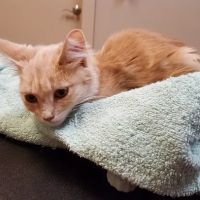 Lakeway Veterinary Clinic ico