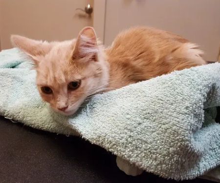 Lakeway Veterinary Clinic