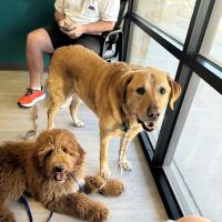 2222 Veterinary Clinic ico