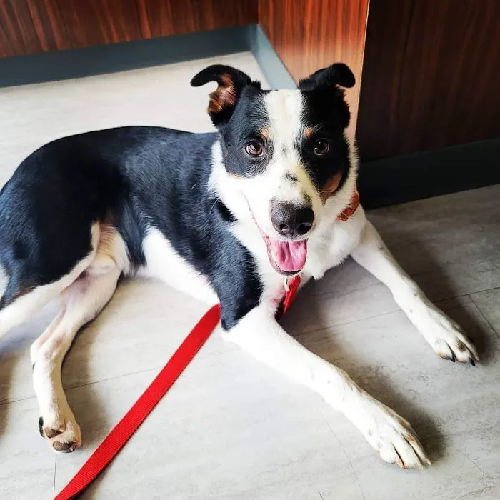 2222 Veterinary Clinic Picture 4