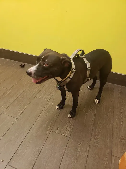 Banfield Pet Hospital Picture 3