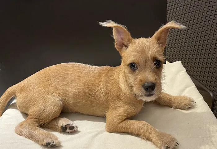 VCA Arbor Animal Hospital Picture 1