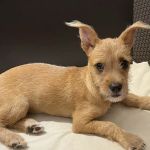 VCA Arbor Animal Hospital