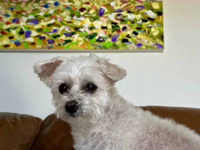 VCA Arbor Animal Hospital Picture 9