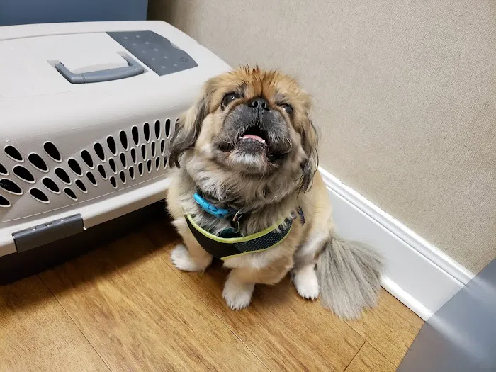VCA Arbor Animal Hospital Picture 10