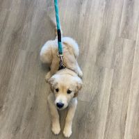 Prickly Pear Pet Vaccines ico