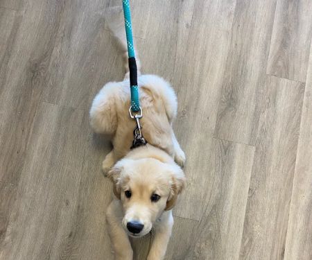 Prickly Pear Pet Vaccines
