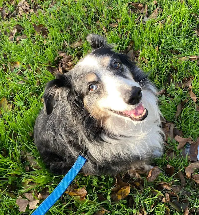 VCA Tanglewood Animal Hospital Picture 1