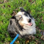 VCA Tanglewood Animal Hospital