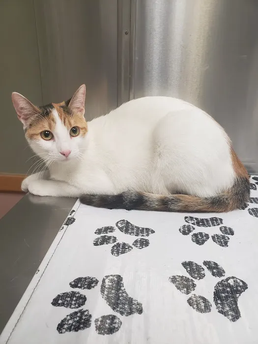 VCA Tanglewood Animal Hospital Picture 10