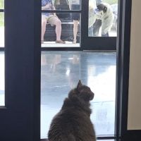 Apollo Veterinary South Austin ico