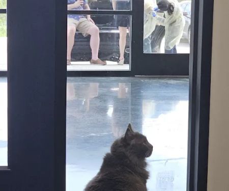 Apollo Veterinary South Austin