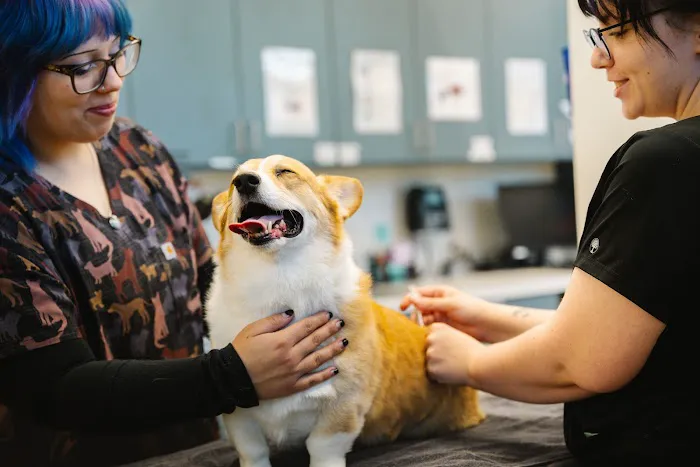 Meow Bark Veterinary Picture 2