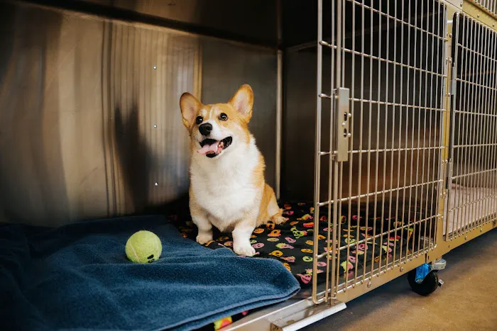 Meow Bark Veterinary Picture 4