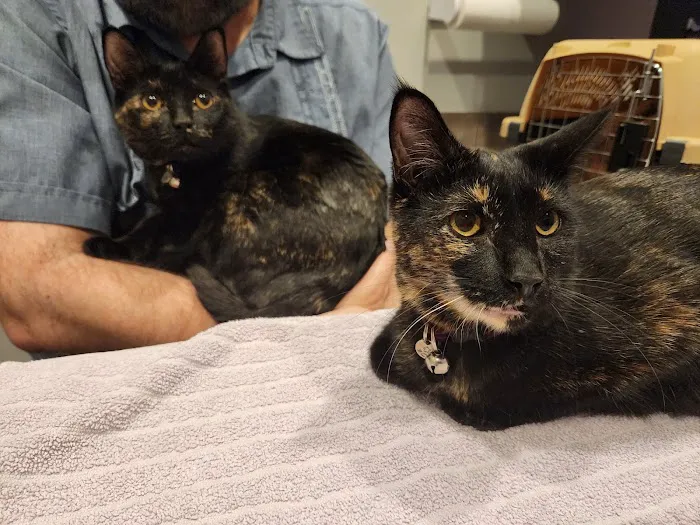 South Austin Cat Hospital Picture 4