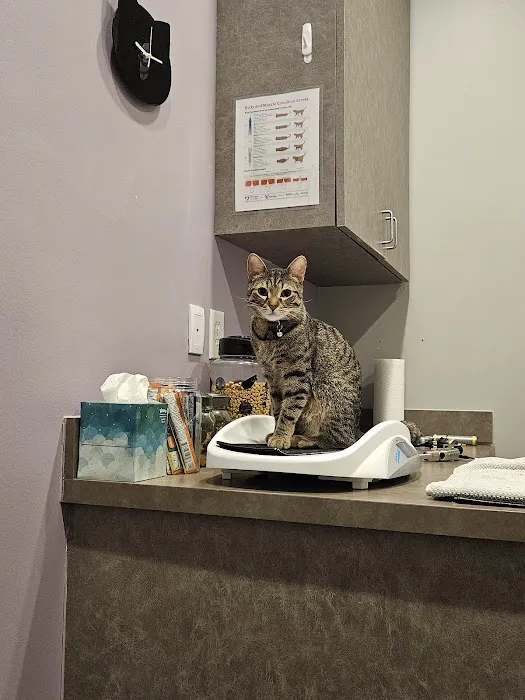 South Austin Cat Hospital Picture 3